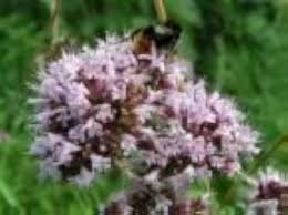 Attēlu rezultāti vaicājumam “Origanum majorana flower”