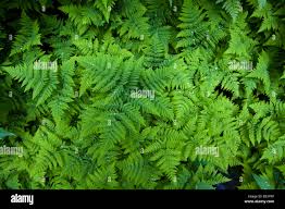 Attēlu rezultāti vaicājumam “Dryopteris expansa”