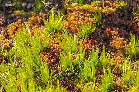 Attēlu rezultāti vaicājumam “Dicranum undulatum”