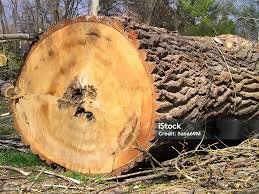 Attēlu rezultāti vaicājumam “Populus x canadensis”