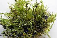 Attēlu rezultāti vaicājumam “Brachythecium campestre”