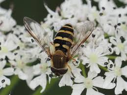 Attēlu rezultāti vaicājumam “Syrphus torvus”