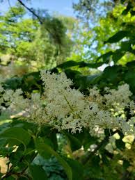 Attēlu rezultāti vaicājumam “Syringa reticulata subsp. amurensis flower”