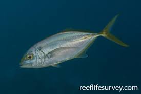 Image result for Caranx ruber