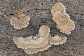 Attēlu rezultāti vaicājumam “Schizophyllum commune”