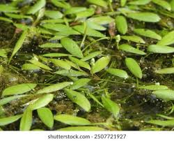 Attēlu rezultāti vaicājumam “Potamogeton lucens leaf”