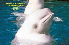 Image result for Delphinapterus leucas