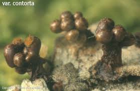 Attēlu rezultāti vaicājumam “Trichia contorta”