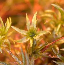 Attēlu rezultāti vaicājumam “Atrichum undulatum sporophyte”