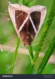 Attēlu rezultāti vaicājumam “Deltote bankiana”