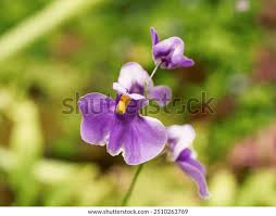 Attēlu rezultāti vaicājumam “Utricularia minor flower”