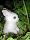 Kawaii Case Blog » bunny