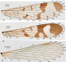 Attēlu rezultāti vaicājumam “Panorpa communis imago”