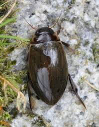 Attēlu rezultāti vaicājumam “Colymbetes paykulli”