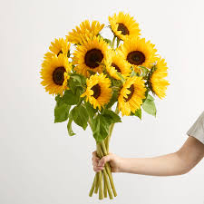 Image result for Sonnenblume