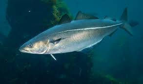 Image result for Pollachius virens