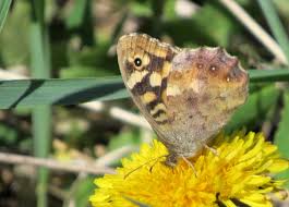 Attēlu rezultāti vaicājumam “Pararge aegeria underside”