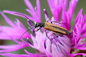 Attēlu rezultāti vaicājumam “Oedemera femorata”