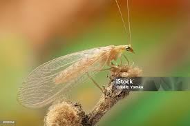 Attēlu rezultāti vaicājumam “Chrysopidae”