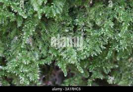 Attēlu rezultāti vaicājumam “Ctenidium molluscum”