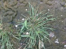 Attēlu rezultāti vaicājumam “Puccinellia distans”