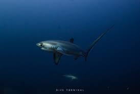 Image result for Alopias vulpinus