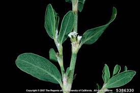 Attēlu rezultāti vaicājumam “Polygonum arenastrum”