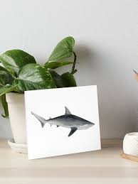 Image result for Carcharhinus acronotus