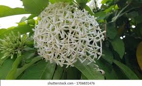 Attēlu rezultāti vaicājumam “Asclepiadaceae”