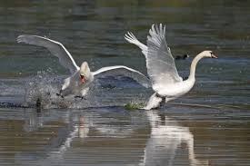 Attēlu rezultāti vaicājumam “Cygnus olor adult”