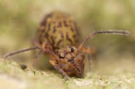 Attēlu rezultāti vaicājumam “Ptenothrix sp.”