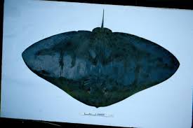 Image result for Gymnura altavela