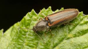 Attēlu rezultāti vaicājumam “Athous sp.”