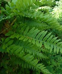 Attēlu rezultāti vaicājumam “Polypodium vulgare”