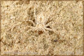 Attēlu rezultāti vaicājumam “Philodromidae”