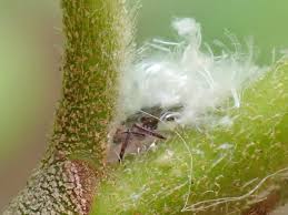 Attēlu rezultāti vaicājumam “Psylla alni”