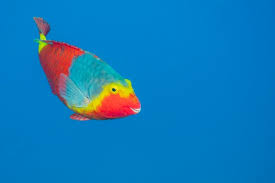 Image result for Sparisoma cretense