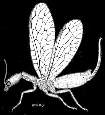 Attēlu rezultāti vaicājumam “Raphidioptera”