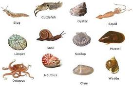 Attēlu rezultāti vaicājumam “Mollusca”