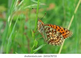 Attēlu rezultāti vaicājumam “Argynnis niobe”