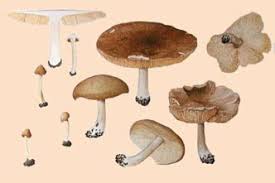 Image result for Melanoleuca rasilis var. pseudoluscina