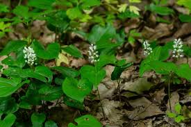 Attēlu rezultāti vaicājumam “Maianthemum bifolium flower”