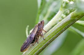 Attēlu rezultāti vaicājumam “Philaenus spumarius nymph”