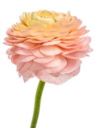 Attēlu rezultāti vaicājumam “Ranunculus elatior”