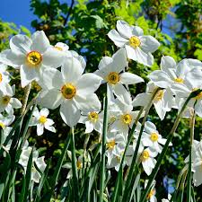 Attēlu rezultāti vaicājumam “Narcissus poeticus”