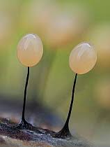 Attēlu rezultāti vaicājumam “Trichia ambigua spores”