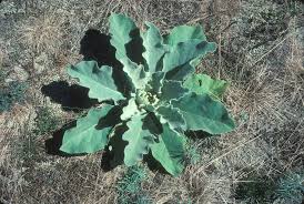 Attēlu rezultāti vaicājumam “Verbascum thapsus leaf”