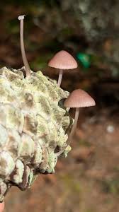 Attēlu rezultāti vaicājumam “Mycena purpureofusca”