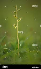 Attēlu rezultāti vaicājumam “Listera ovata fruit”