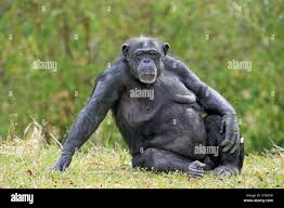 Attēlu rezultāti vaicājumam “Troglodytes troglodytes adult”